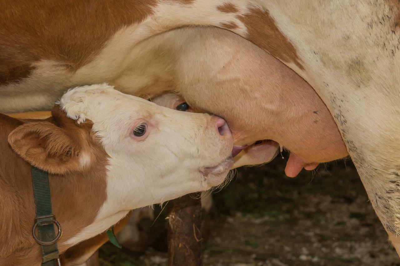 Farm Holidays Povsin Bled Eksteriør bilde